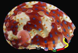 Patterns on tropical marine mollusc shell mirror gene expression patterns