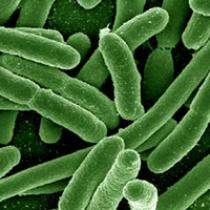 Probing Question: Why are some strains of E. coli resistant to antibiotics?