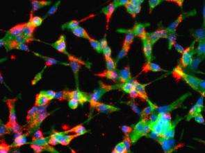 Nanoparticles armed to combat cancer