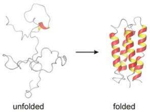 Researchers Provide Evidence of How Proteins Fold