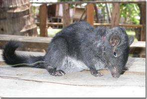Laotian rock rat