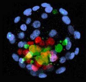 Human stem cells can contribute to a developing mouse embryo, despite evolutionary differences
