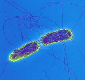Evolution of typhoid bacteria