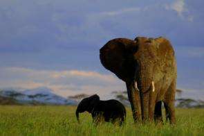 Serengeti Patrols Cut Poaching of Buffalo, Elephants, Rhinos