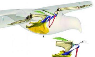 Shoulder ligament a linchpin in the evolution of flight