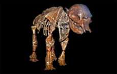 The world's smallest elephant, Elephas falconeri, from the middle-Pleistocene of Sicily