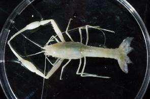 New crustacean species found in cave near Ramle, Israel.