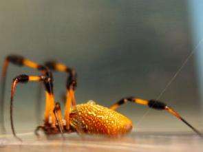 Engineers probe spiders' polymer art