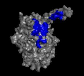 Sticky proteins provide new insight into drug action