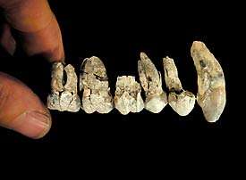 Ethiopian fossils link ape-men with earlier hominids