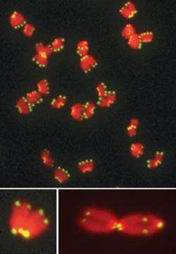 Evidence of rapid evolution is found at the tips of chromosomes