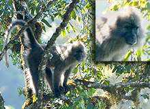 Scientists Describe New Genus of African Monkey: First in 83 Years