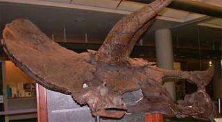 Smallest Triceratops skull described