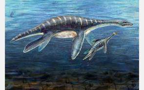 Volcanic Blast Likely Killed and Preserved Juvenile Fossil Plesiosaur Found in Antarctica