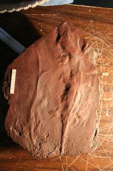Ancient Amphibians Left Full-Body Imprints