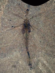 Scientists discover first fossil of a leaf insect