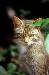 Domestic cat’s 'five lives' could help save wild relatives