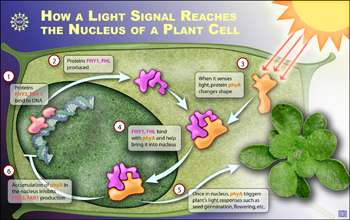 Illuminating Study Reveals How Plants Respond to Light