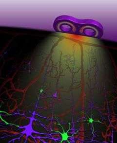 Neuroscientists connect neural activity and blood flow in new brain stimulation technique