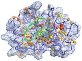 Penn Researchers Probe Proteins