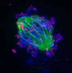 Researchers find ‘missing link’ stem cells