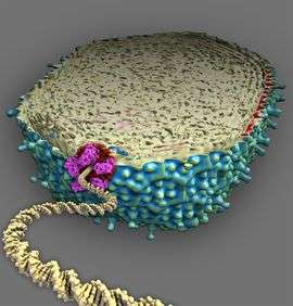 Powerful Molecular Motor Permits Speedy Assembly of Viruses