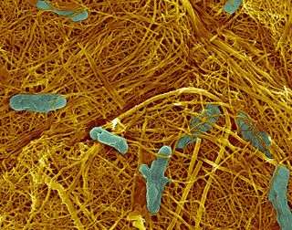 Nanotube-producing bacteria show manufacturing promise