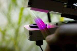 Researchers successfully simulate photosynthesis and design a better leaf