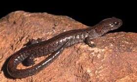 Global warming sends salamanders packing