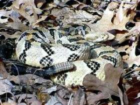 Researchers track snakes to study populations, behavior