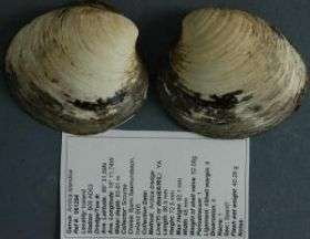 400 Year Old Clam Found -- Oldest Animal Ever