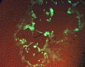 Researchers uncover clues to horse herpes and neurologic disorders