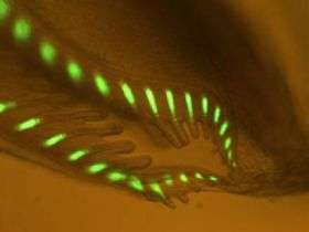 Scientists discover fluorescence in key marine creature