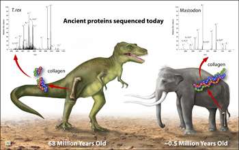 68-million-year-old T. rex proteins are oldest ever sequenced