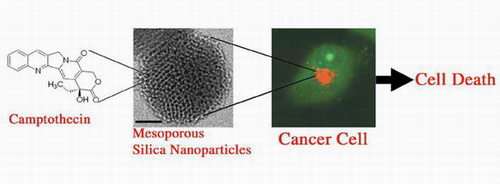 Researchers Develop New Nanomaterials to Deliver Anticancer Drugs to Kill Cancer Cells
