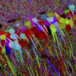 Scientists create colorful 'brainbow' images of the nervous system