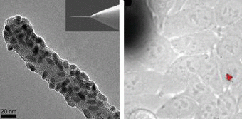 Carbon nanotube injectors probe living cells without damage
