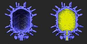 Crammed with charged DNA, pressure rises inside virus