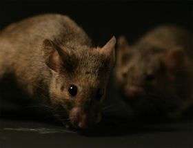 Scientists reveal how mice recognise each other