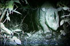 A Sumatran rhinoceros