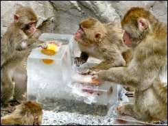 Monkeys enjoy fruits in Thailand
