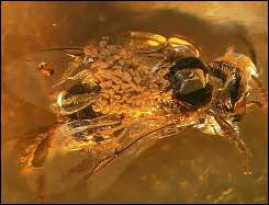 This handout photo from Harvard University shows an amber-preserved stingless bee carrying pollinia of Meliorchis caribea