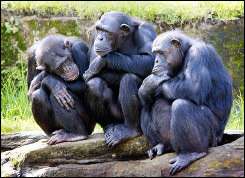 Chimpanzees at a zoo