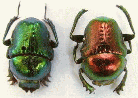 Beetles' bright colors may influence new light technology