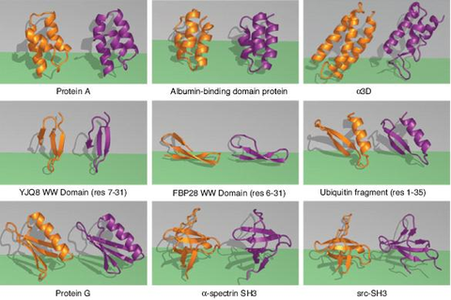 Divide-and-conquer strategy key to fast protein folding