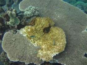 A Coral Colony with White Syndrome from the Great Barrier Reef