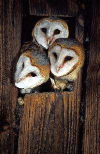 Age is more than a number -- In barn owls, it reveals how susceptible one is to climate change