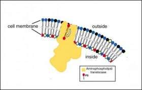 Aminophospholipid translocase