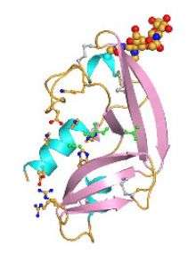 Amphinase Molecule