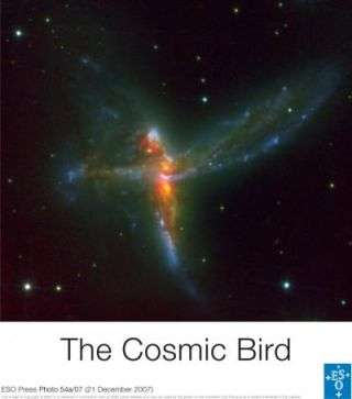 Anatomy of a cosmic bird